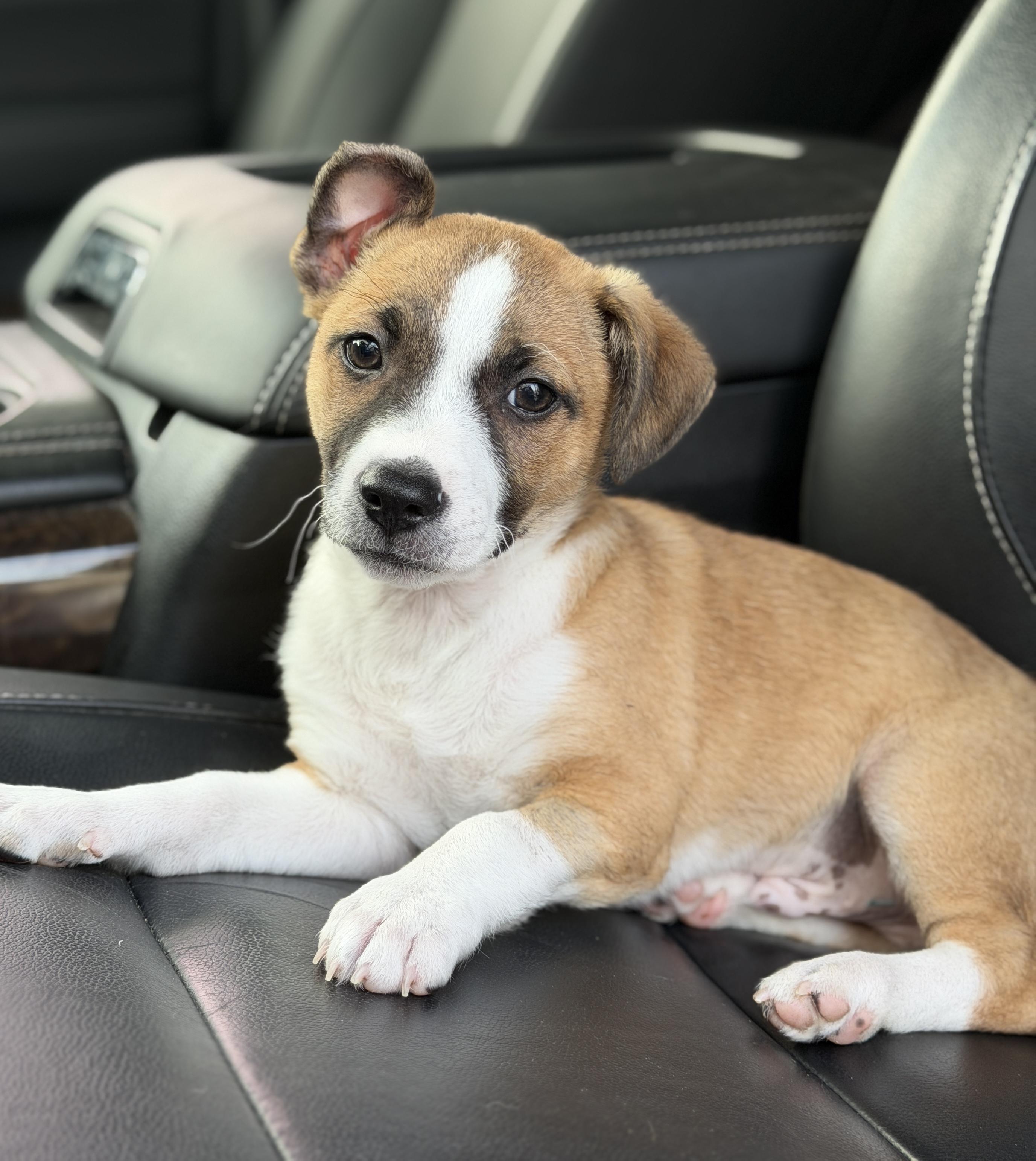 Enlarge Baxter, a ADOPTABLE mixed breed in Mt Pleasant, SC image 2/6