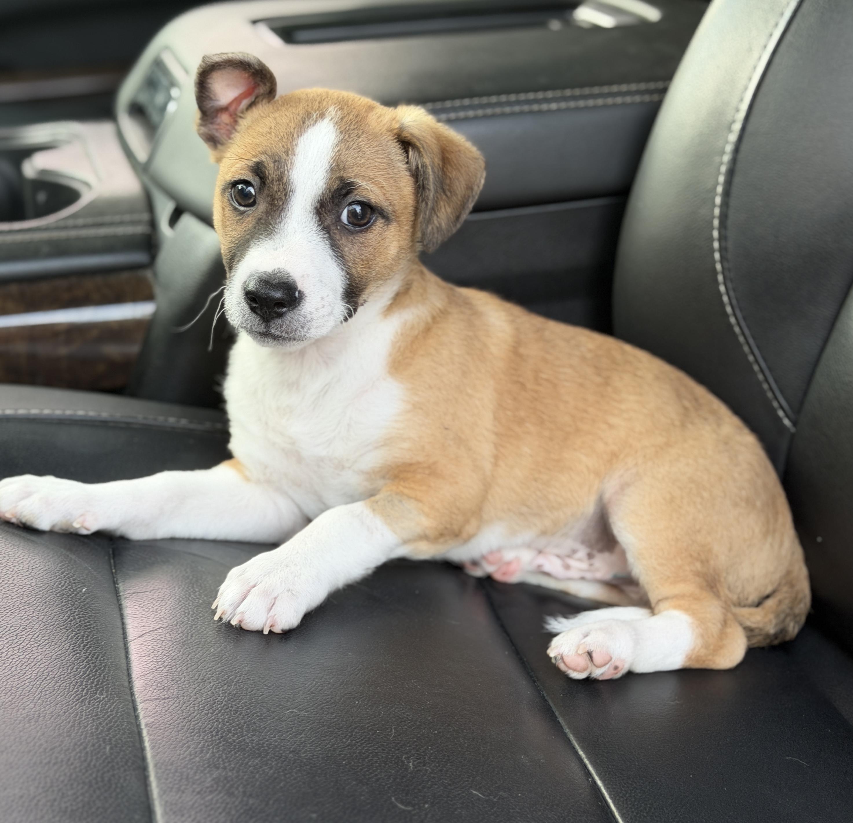 Enlarge Baxter, a ADOPTABLE mixed breed in Mt Pleasant, SC image 4/6
