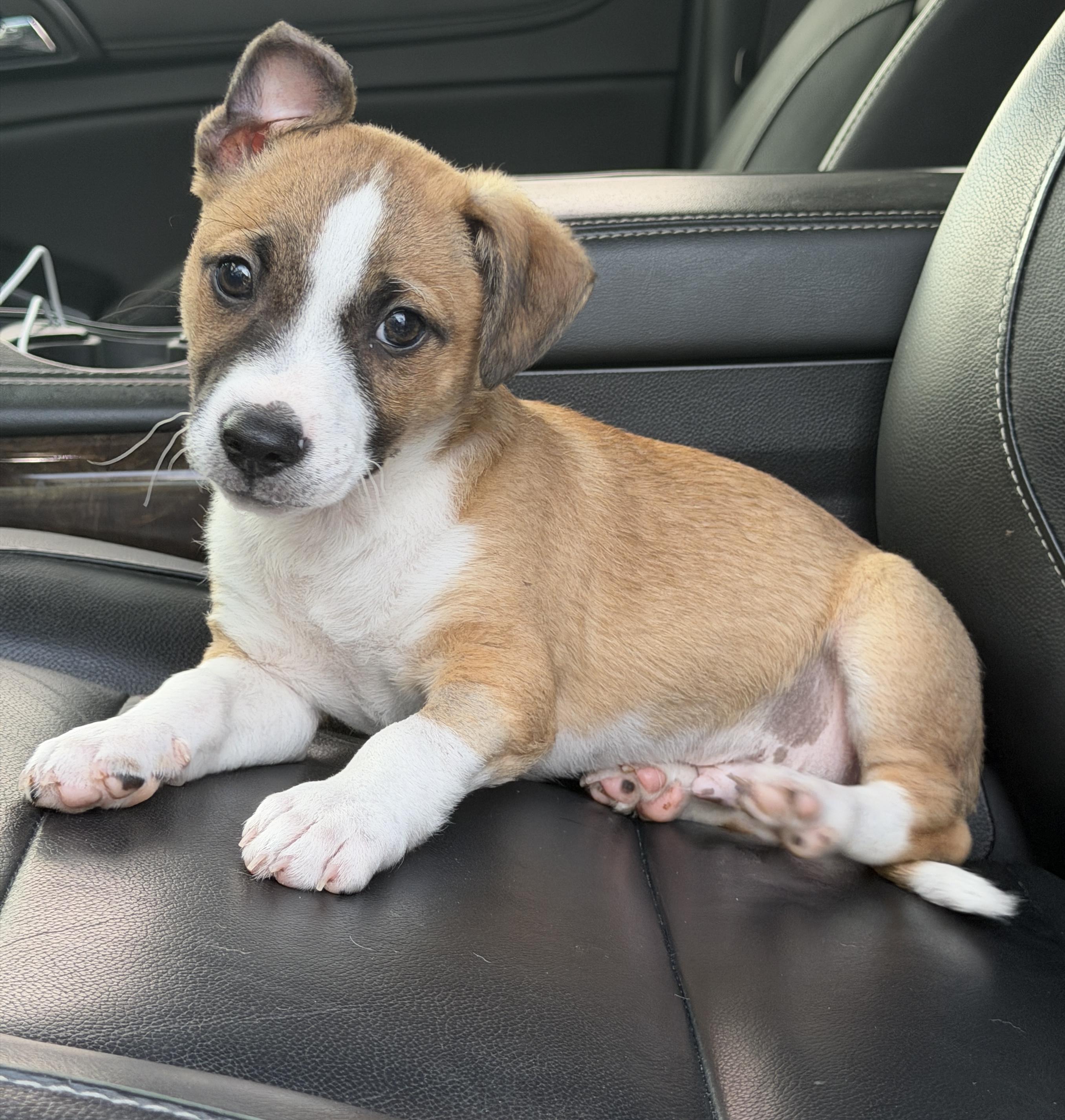 Baxter, ADOPTABLE, Puppy Male Chihuahua.