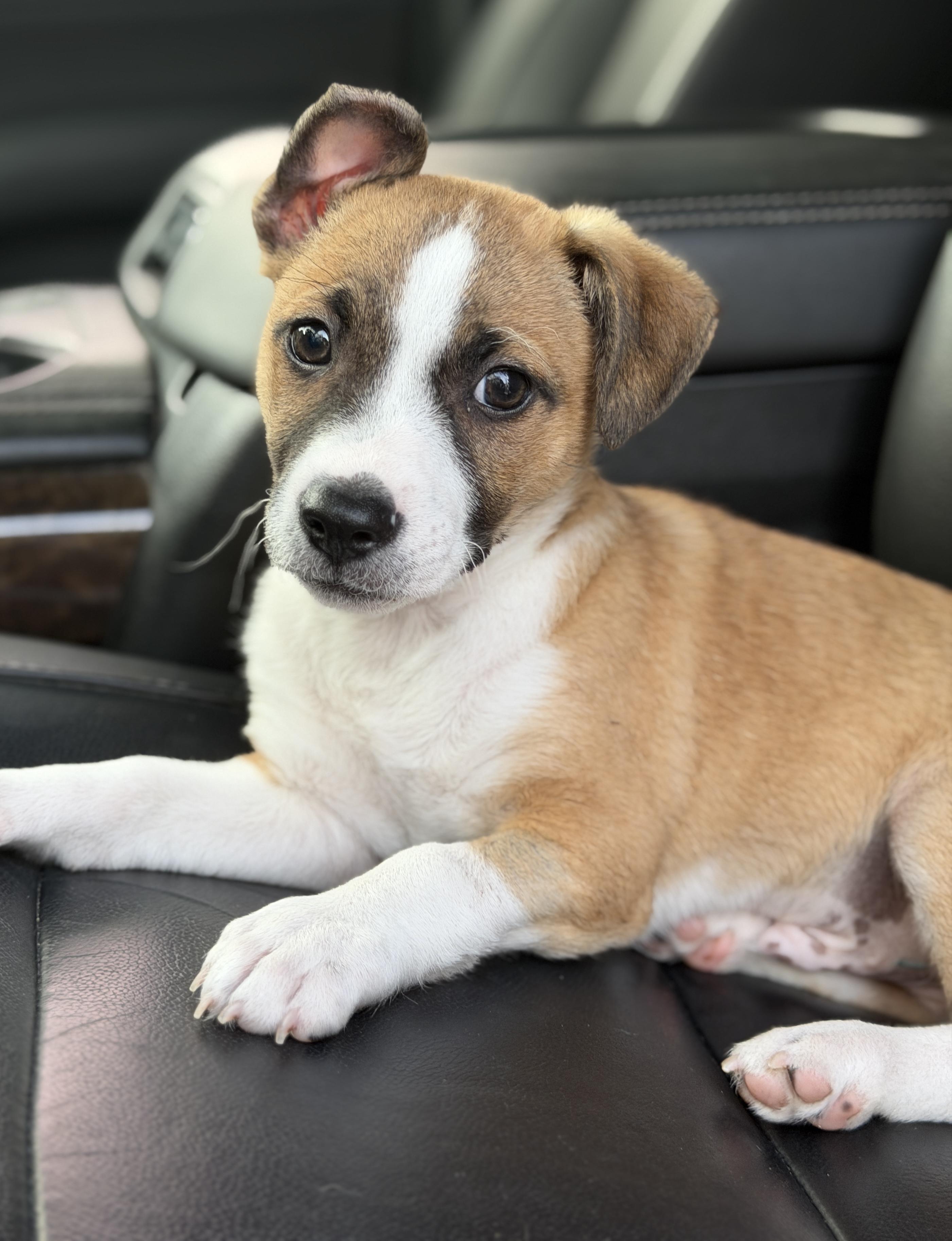Enlarge Baxter, a ADOPTABLE mixed breed in Mt Pleasant, SC image 3/6