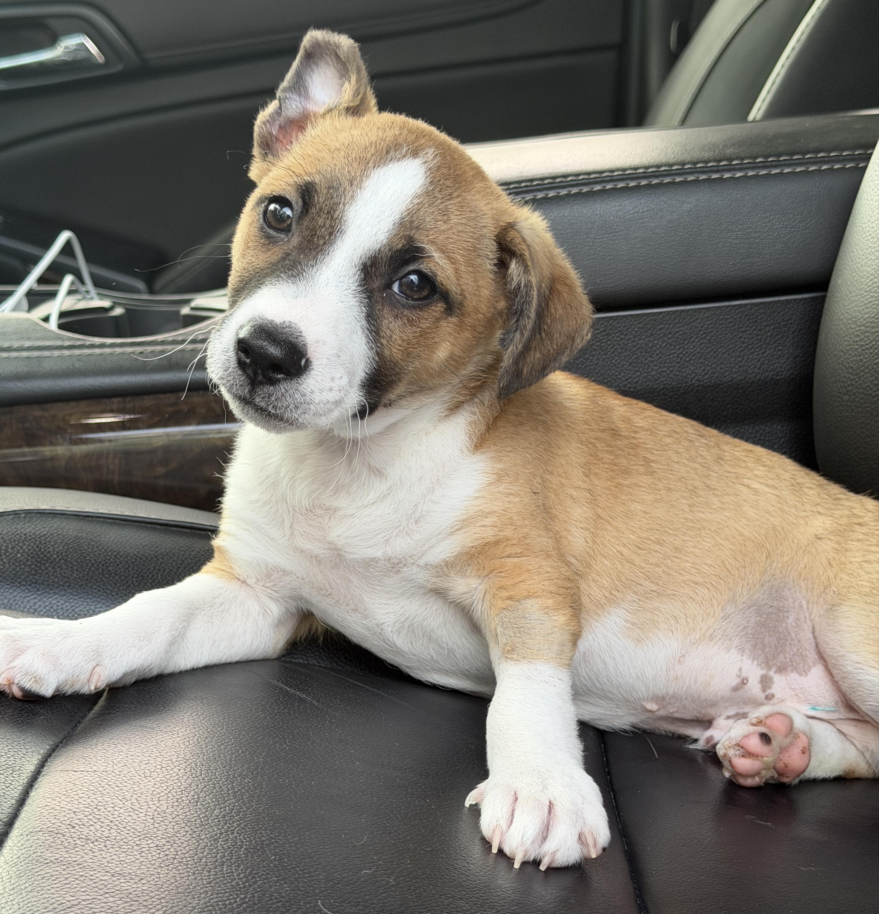 Enlarge Baxter, a ADOPTABLE mixed breed in Mt Pleasant, SC image 5/6
