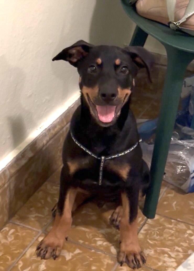 MACKIE, Adoptable, Puppy Male Rottweiler & Shepherd.