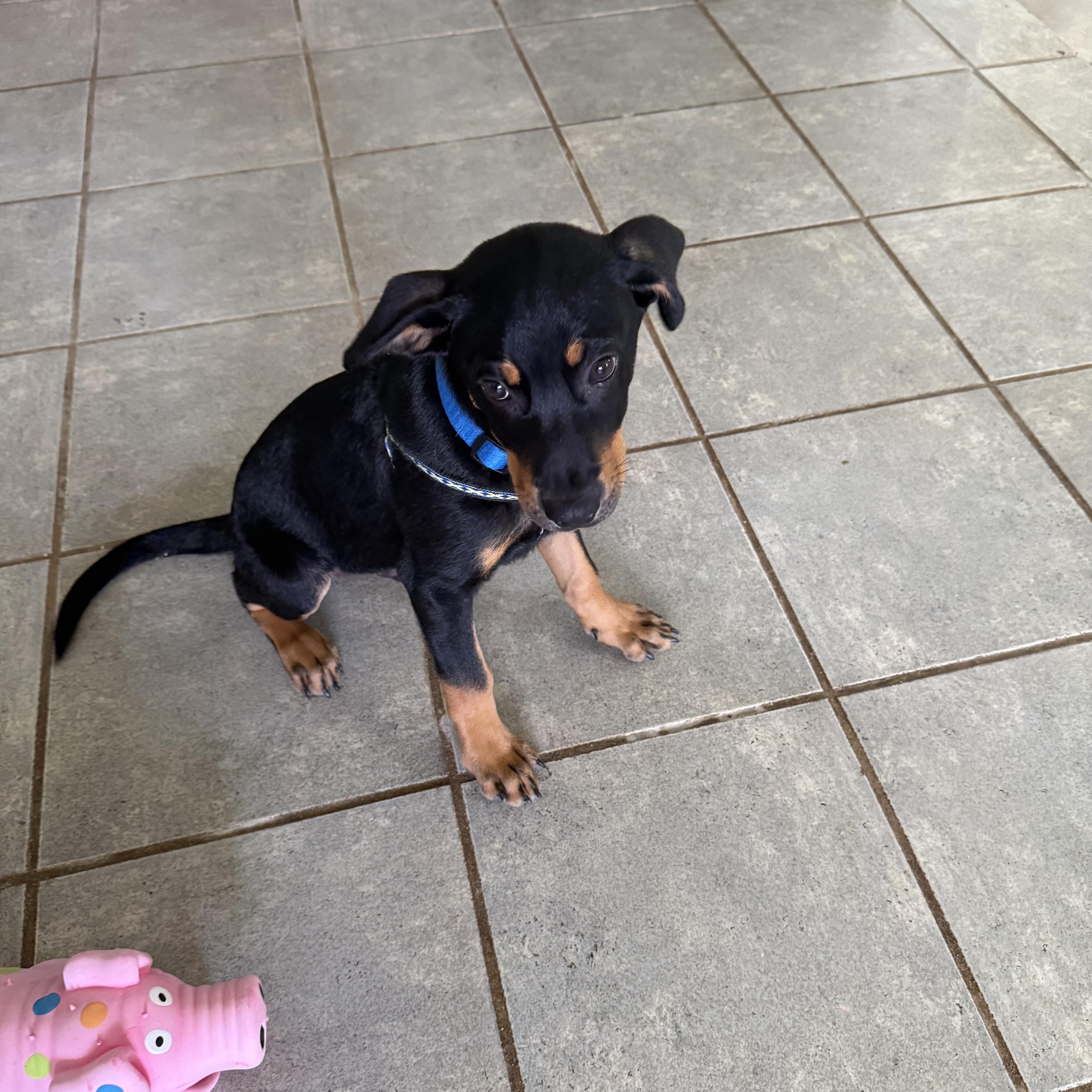 MACKIE, a Adoptable mixed breed in New York, NY image 4/6