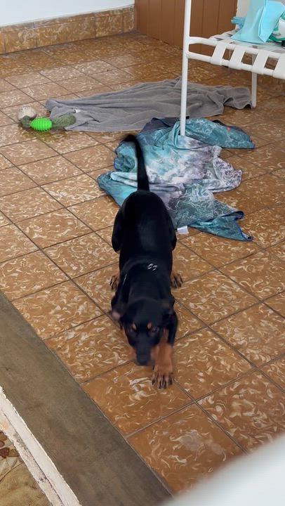 Enlarge MACKIE, a Adoptable mixed breed in New York, NY video 6/6