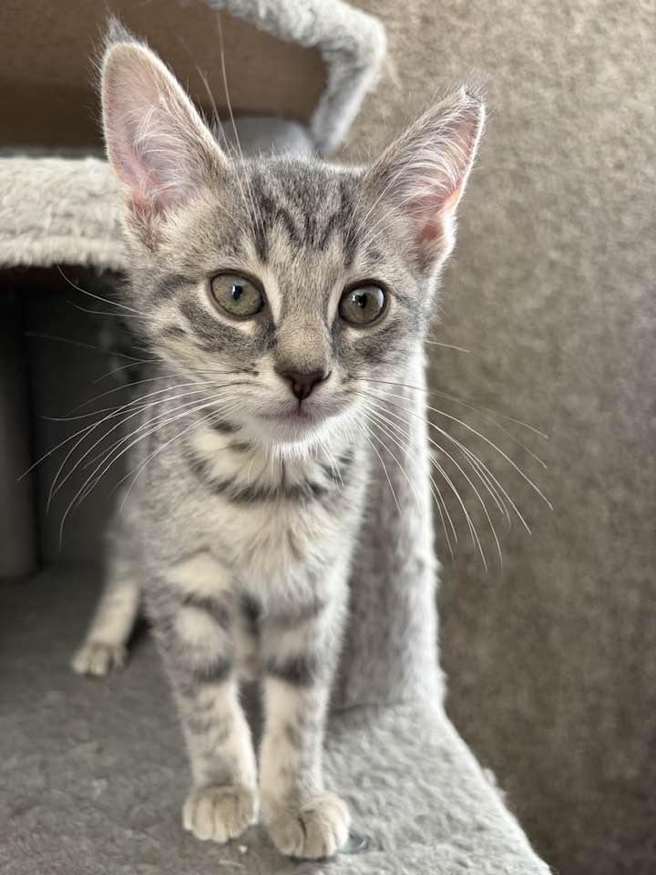 Pearl, an adopted Domestic Short Hair in Cleveland, OH image 4/6