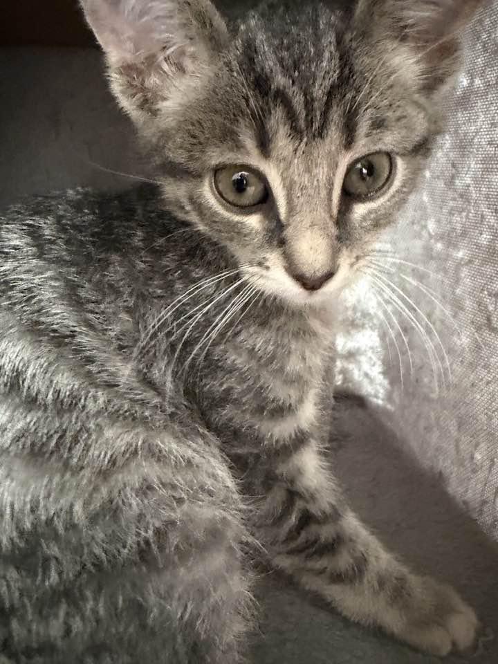 Pearl, adopted, Kitten Female Domestic Short Hair.