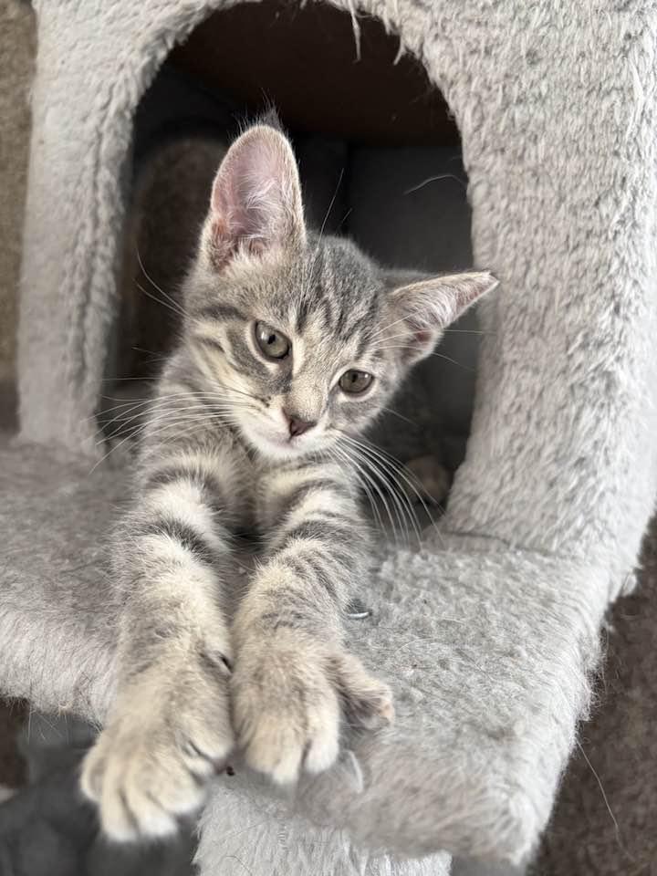 Pearl, an adopted Domestic Short Hair in Cleveland, OH image 2/6