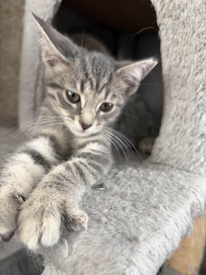 Pearl, an adopted Domestic Short Hair in Cleveland, OH image 6/6
