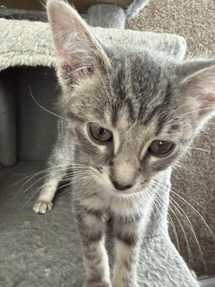 Pearl, an adopted Domestic Short Hair in Cleveland, OH image 3/6