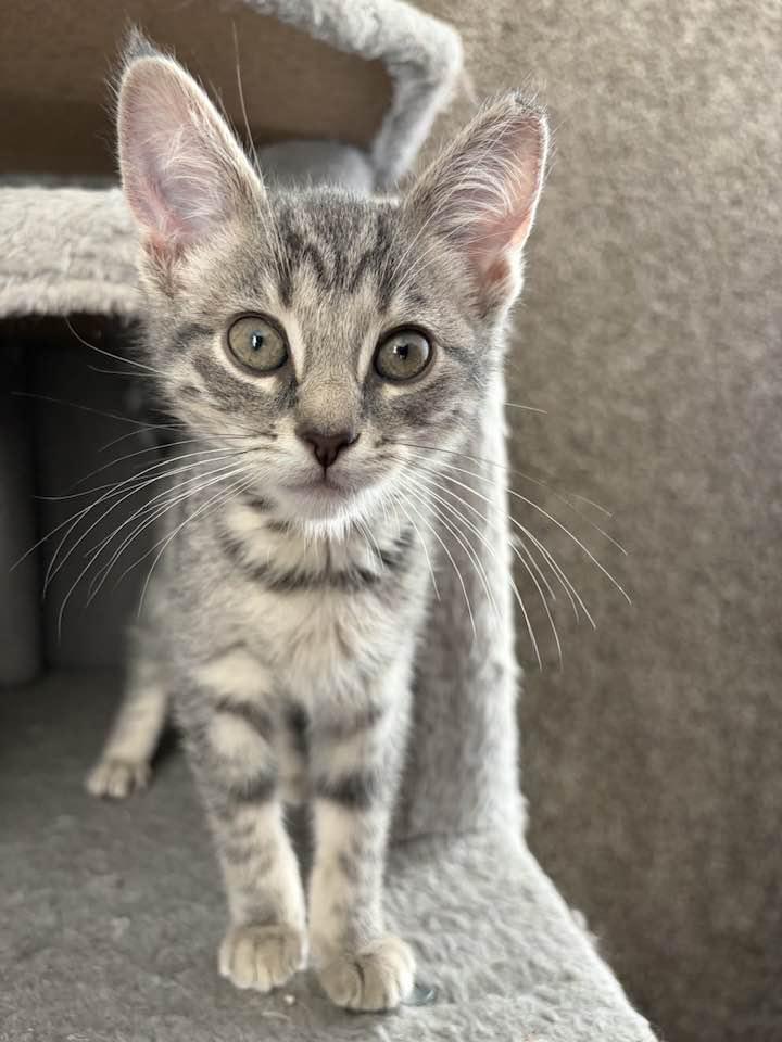 Pearl, an adopted Domestic Short Hair in Cleveland, OH image 5/6