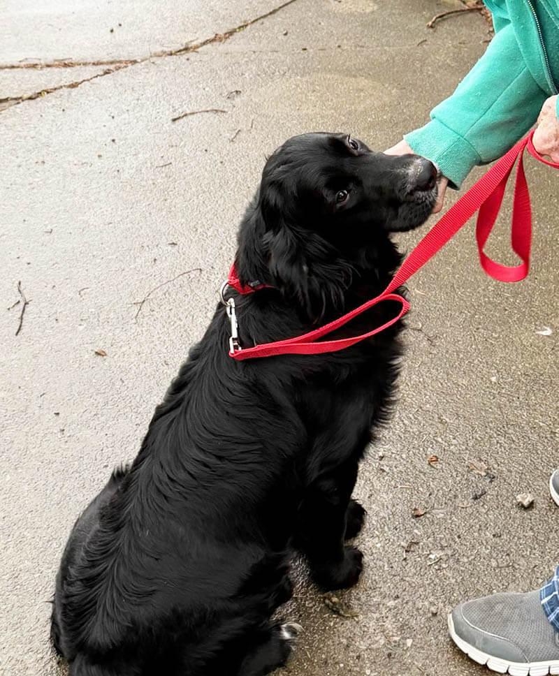 Carino, Adoptable, Young Male Golden Retriever.