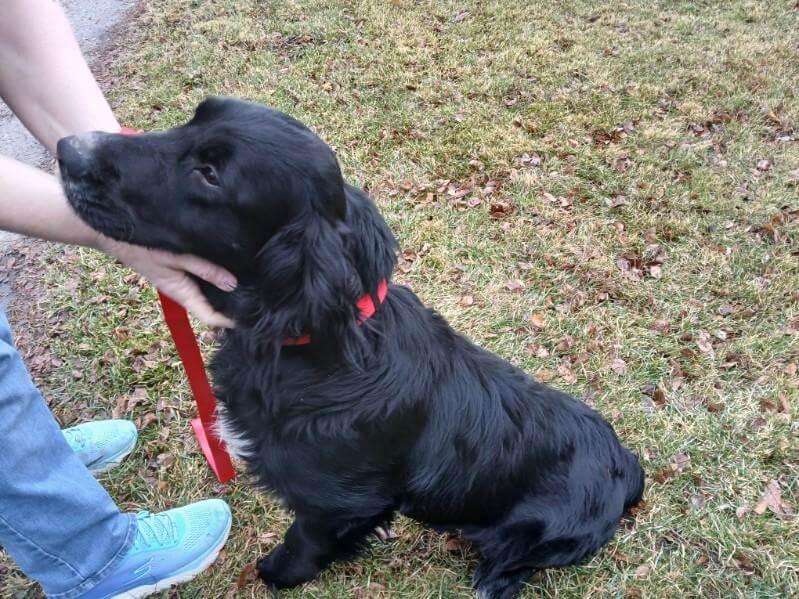 Enlarge Carino, a Adoptable mixed breed in Waterville, OH image 4/4