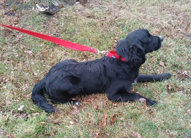 Enlarge Carino, a Adoptable mixed breed in Waterville, OH image 2/4