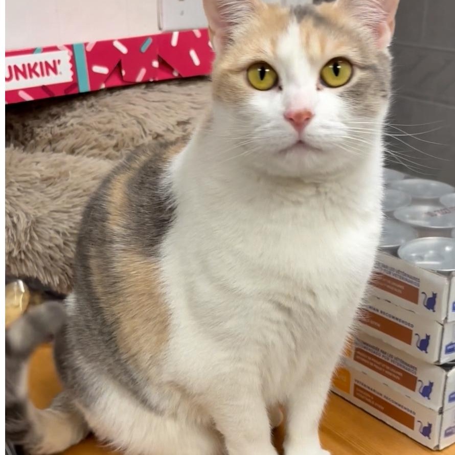 Olive Oyl, a Adoptable mixed breed in North Kingstown, RI image 1/6