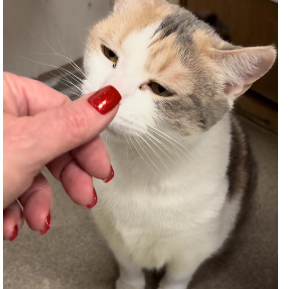 Olive Oyl thumbnail 2