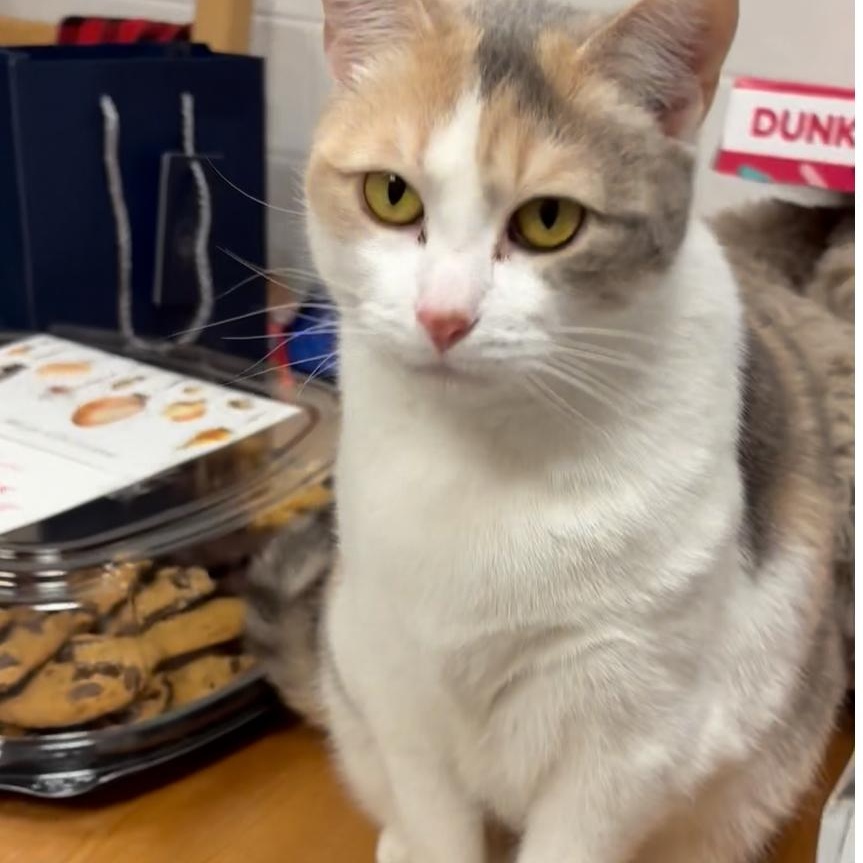 Olive Oyl, a Adoptable mixed breed in North Kingstown, RI image 3/6