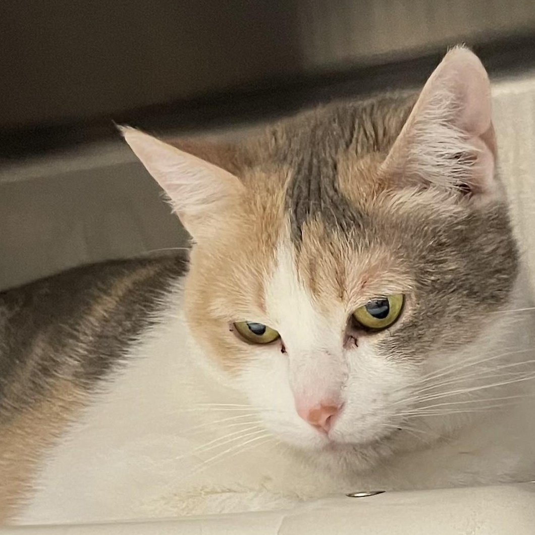 Enlarge Olive Oyl, a Adoptable mixed breed in North Kingstown, RI image 5/5