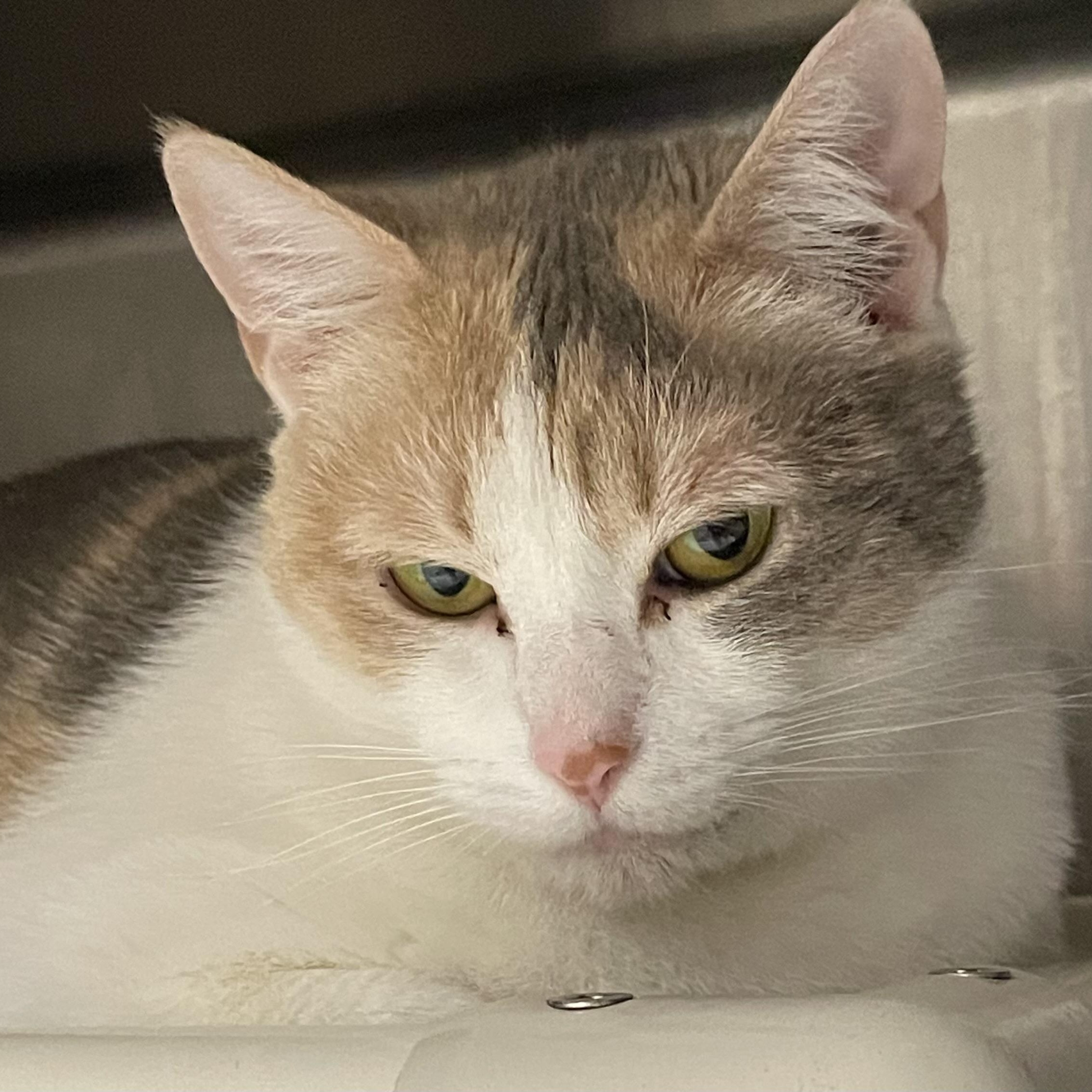 Olive Oyl, Adoptable, Adult Female Domestic Short Hair & Dilute Calico.