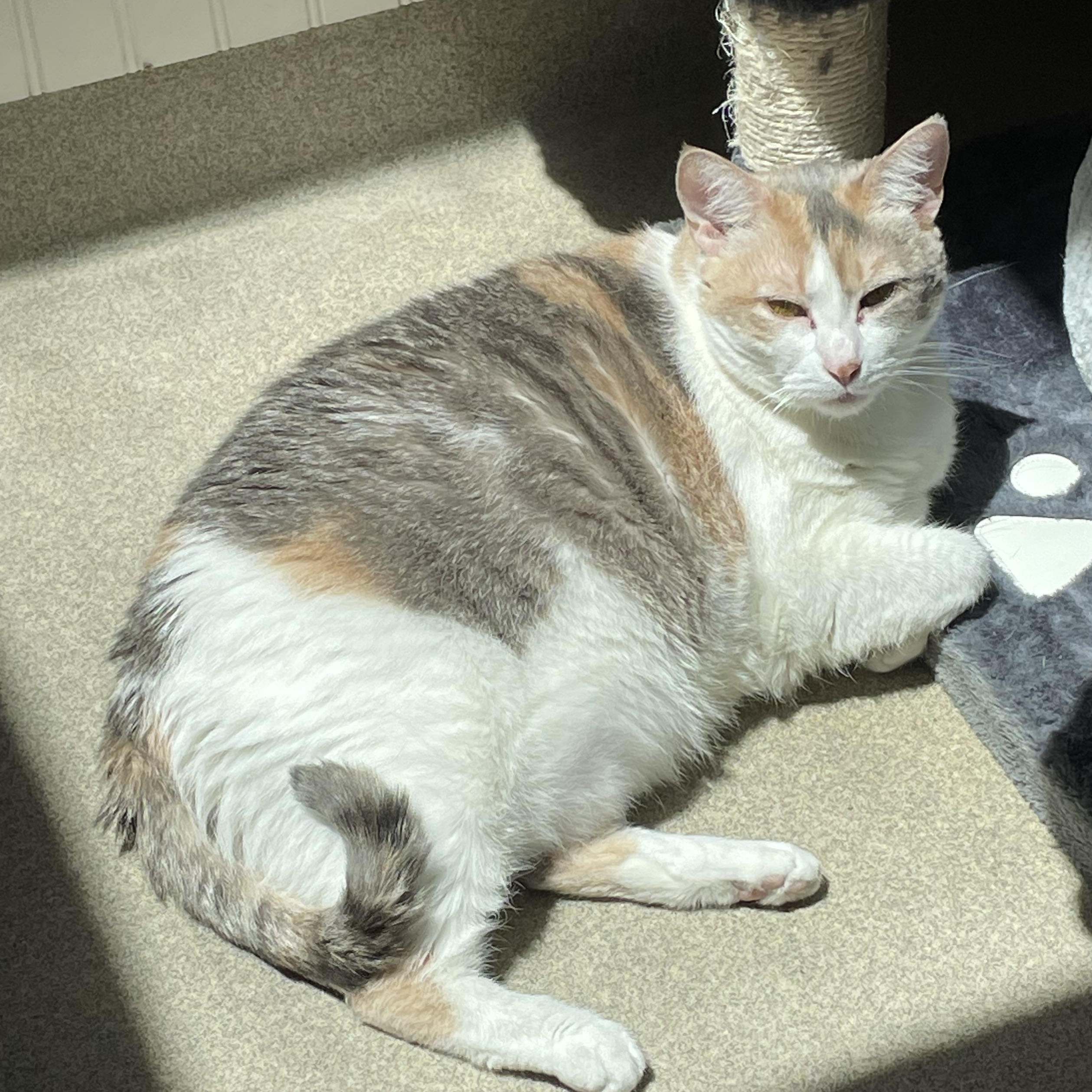 Olive Oyl, a Adoptable mixed breed in North Kingstown, RI image 2/6