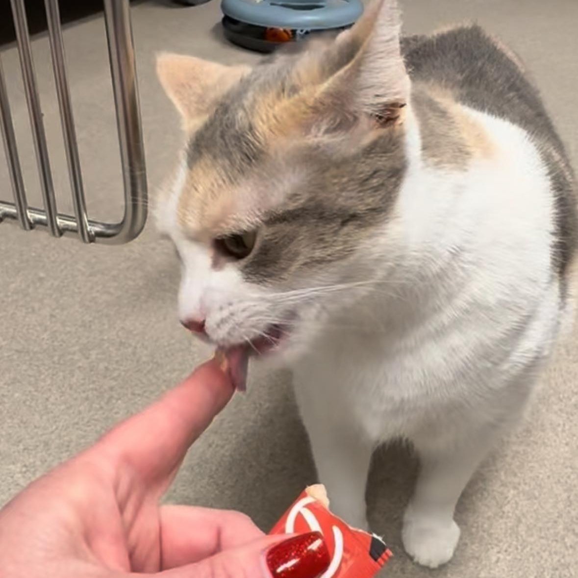 Olive Oyl, a Adoptable mixed breed in North Kingstown, RI image 6/6