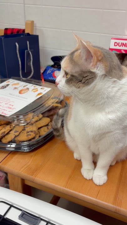 Enlarge Olive Oyl, a Adoptable mixed breed in North Kingstown, RI video 4/6