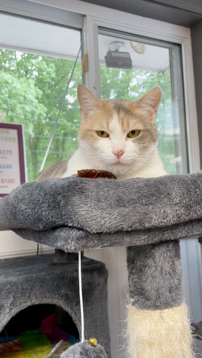 Enlarge Olive Oyl, a Adoptable mixed breed in North Kingstown, RI video 2/6