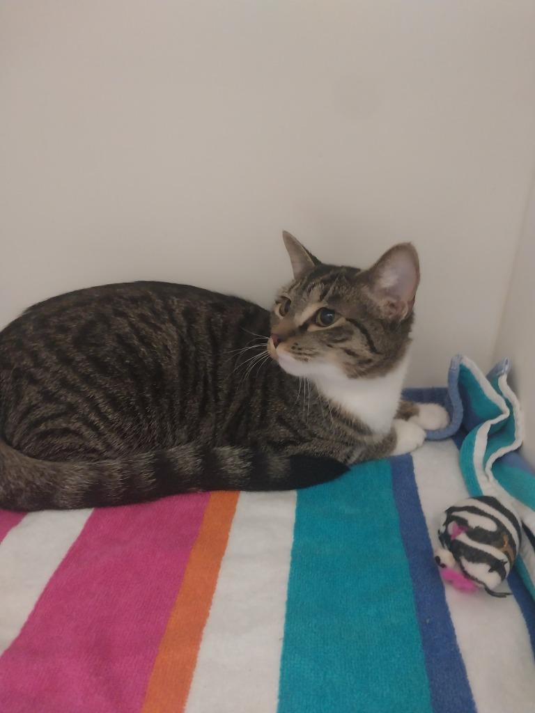 Leslie, Adoptable, Young Female Domestic Short Hair.