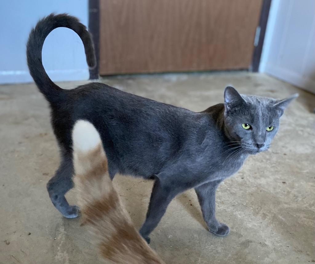 Enlarge Slate, a Adoptable mixed breed in Portland, IN image 2/4