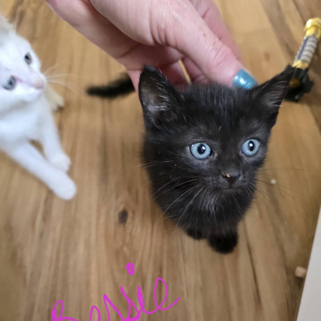 Bessie, Adoptable, Kitten Female Domestic Short Hair.