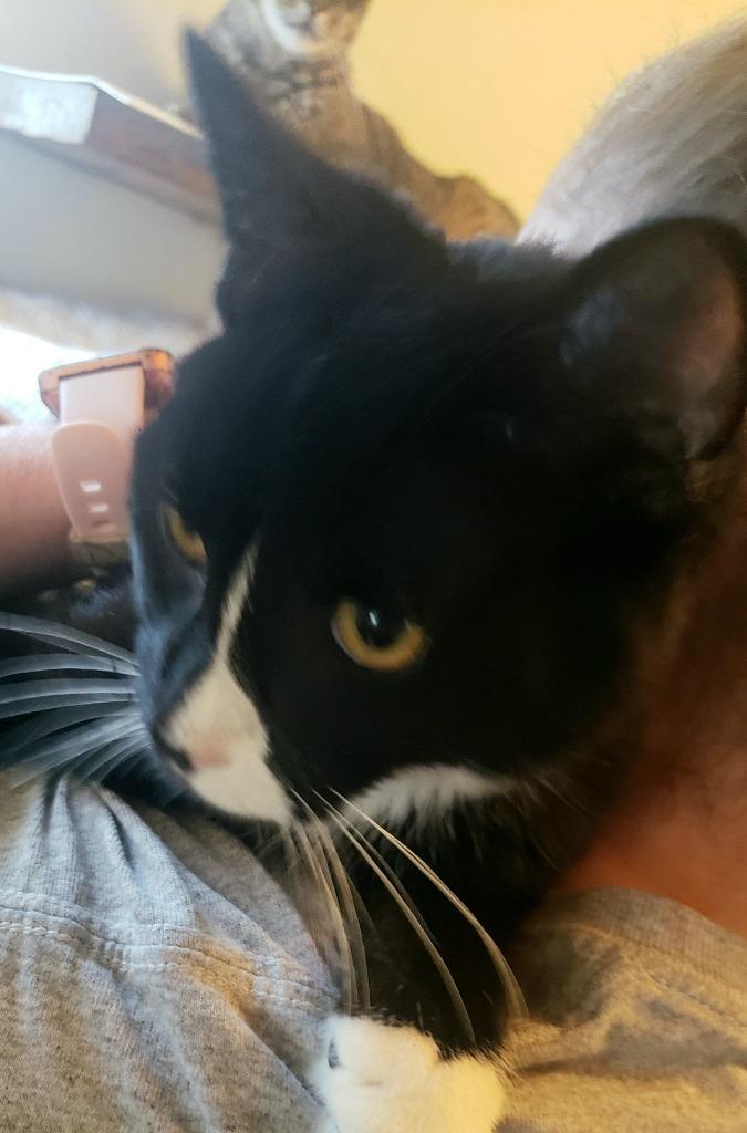 Oreo photo