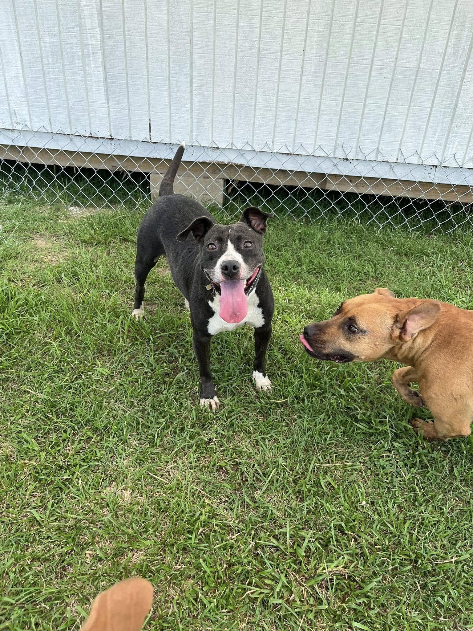 Gloria, Adoptable, Adult Female Mixed Breed.