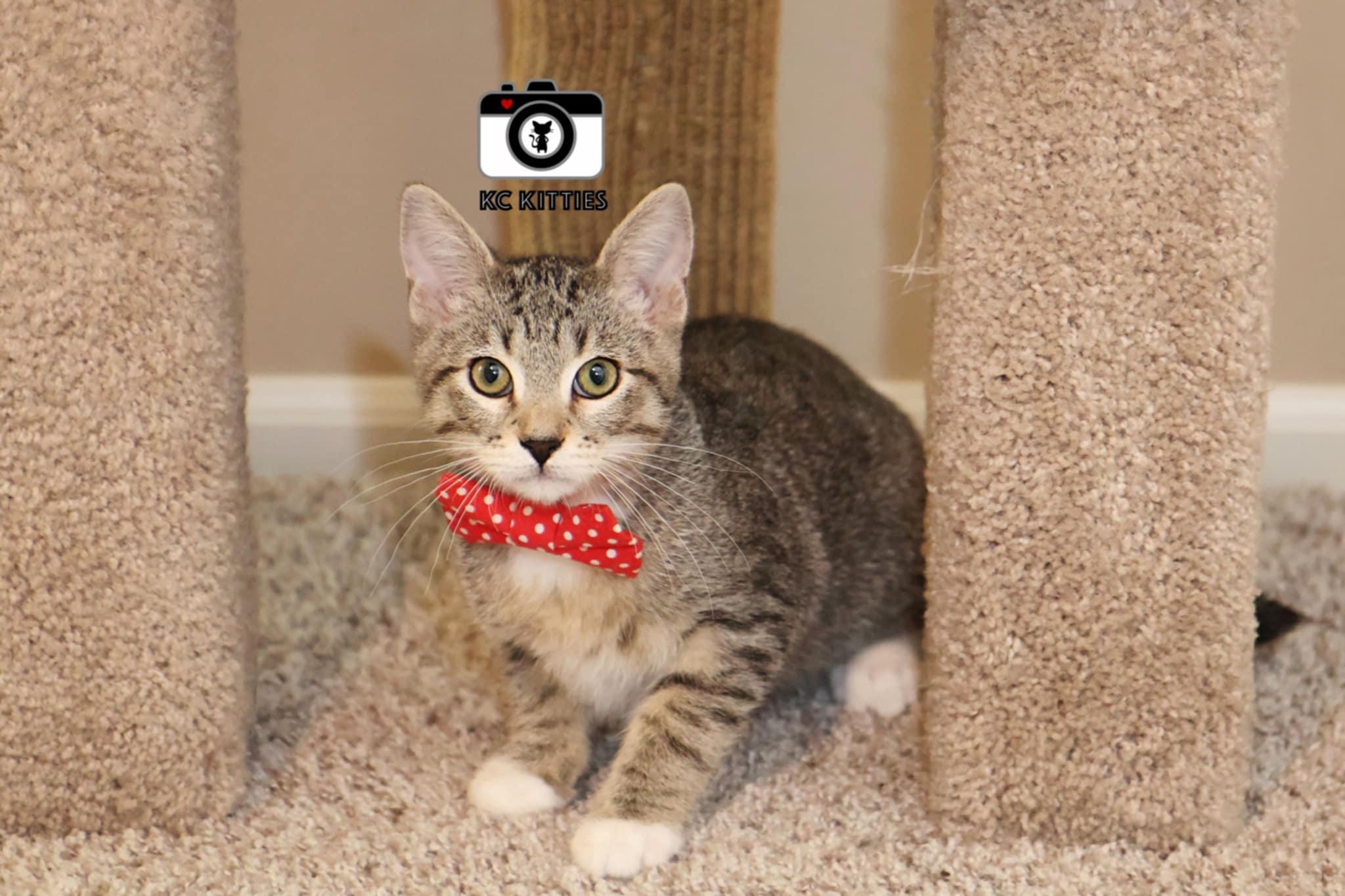 Enlarge Blue, a Adoptable Domestic Short Hair in Overland Park, KS image 1/3