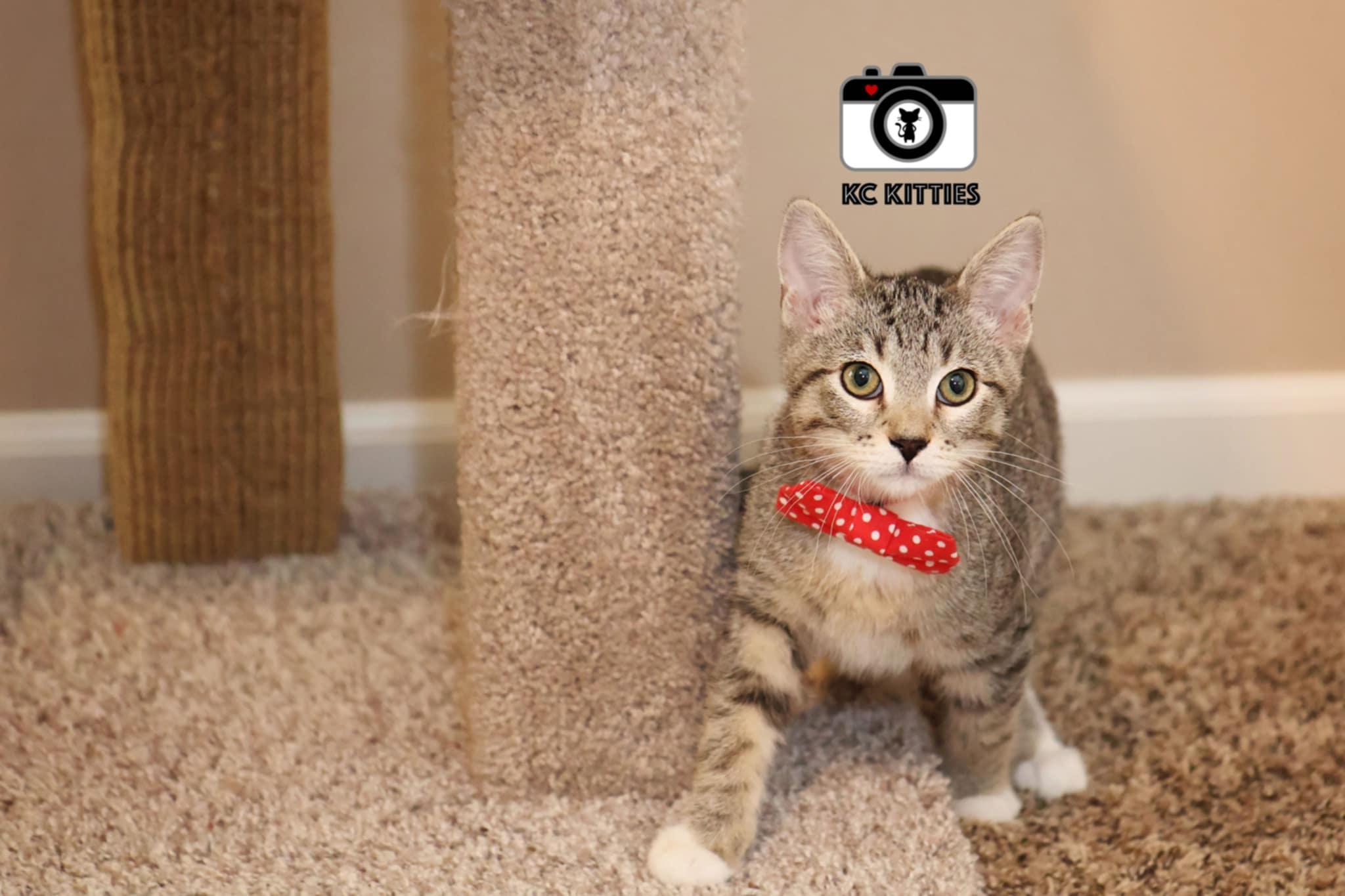 Enlarge Blue, a Adoptable Domestic Short Hair in Overland Park, KS image 2/3