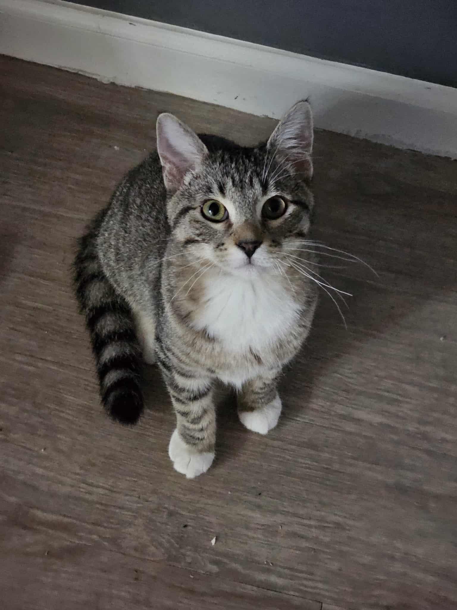 Enlarge Blue, a Adoptable Domestic Short Hair in Overland Park, KS image 3/3