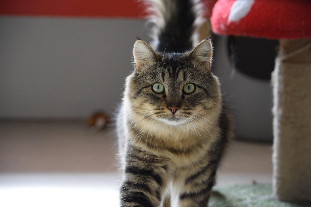 Luna, Adoptable, Young Female Domestic Long Hair.