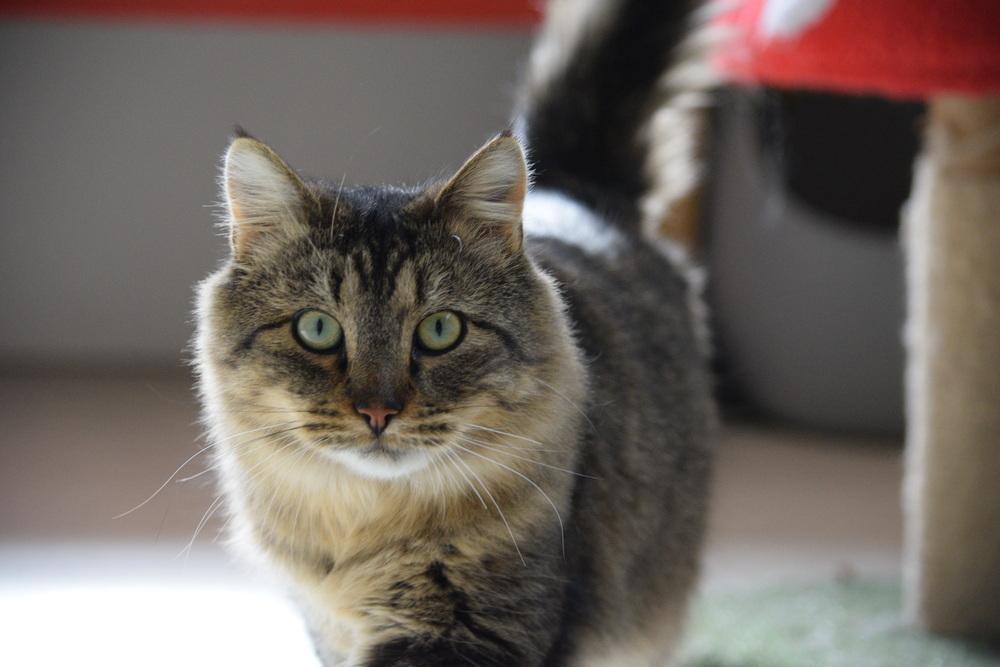 Enlarge Luna, a Adoptable mixed breed in Salmon, ID image 3/5