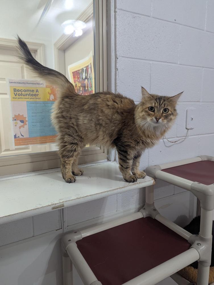 Enlarge Luna, a Adoptable mixed breed in Salmon, ID image 4/5