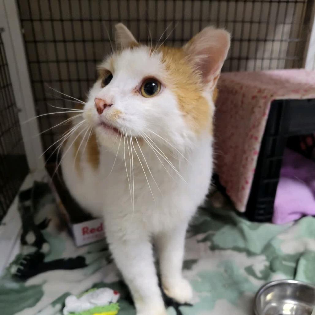 Soda Pop, Adoptable, Adult Male Domestic Short Hair.