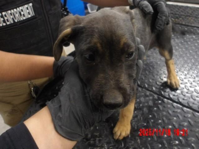 Lana, Adoptable, Young Female Mixed Breed.