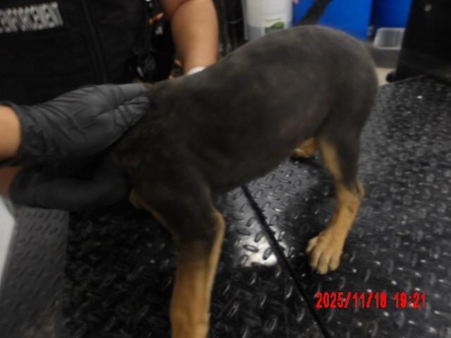 Lana, a Adoptable Mixed Breed in Hobbs, NM image 1/5