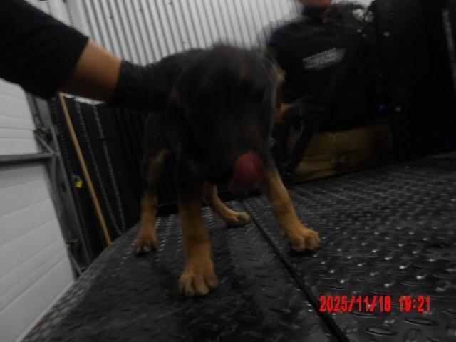 Lana, a Adoptable Mixed Breed in Hobbs, NM image 3/5