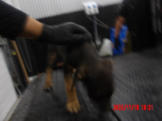 Lana, a Adoptable Mixed Breed in Hobbs, NM image 4/5