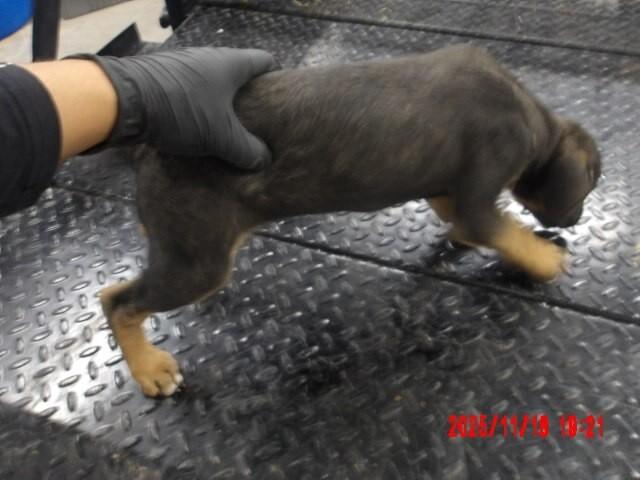 Lana, a Adoptable Mixed Breed in Hobbs, NM image 5/5