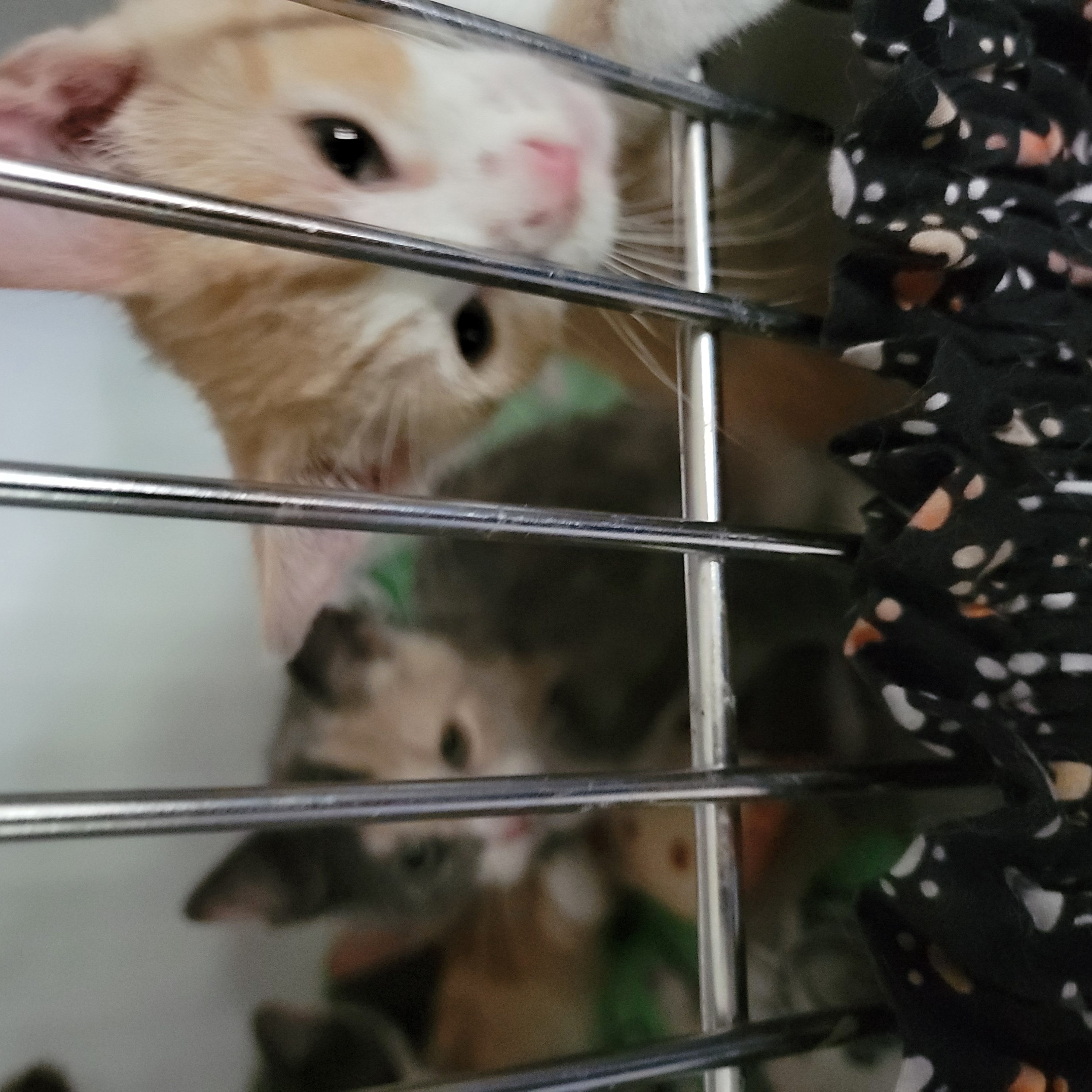 Kittens!