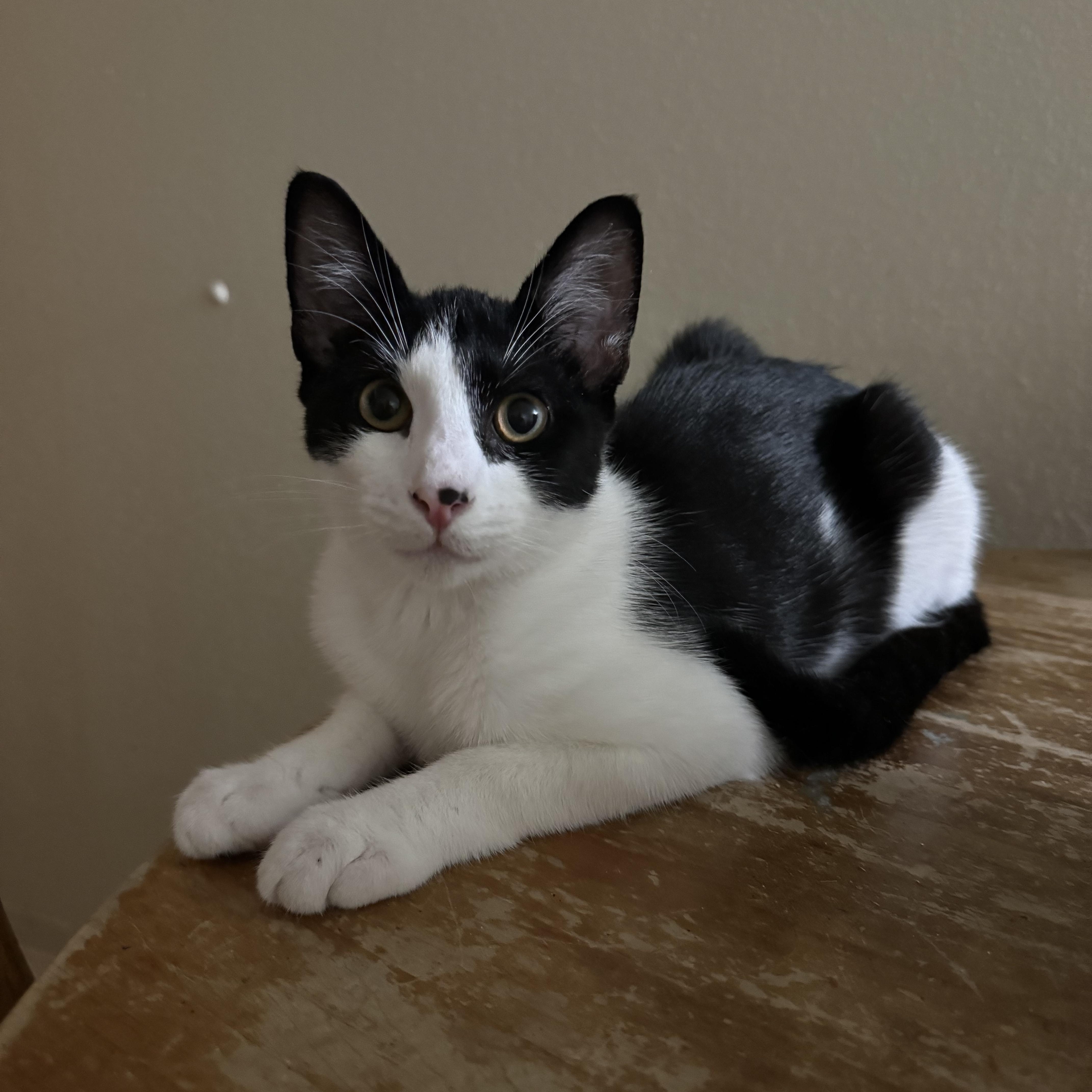 Amor, Adoptable, Young Male Domestic Short Hair.