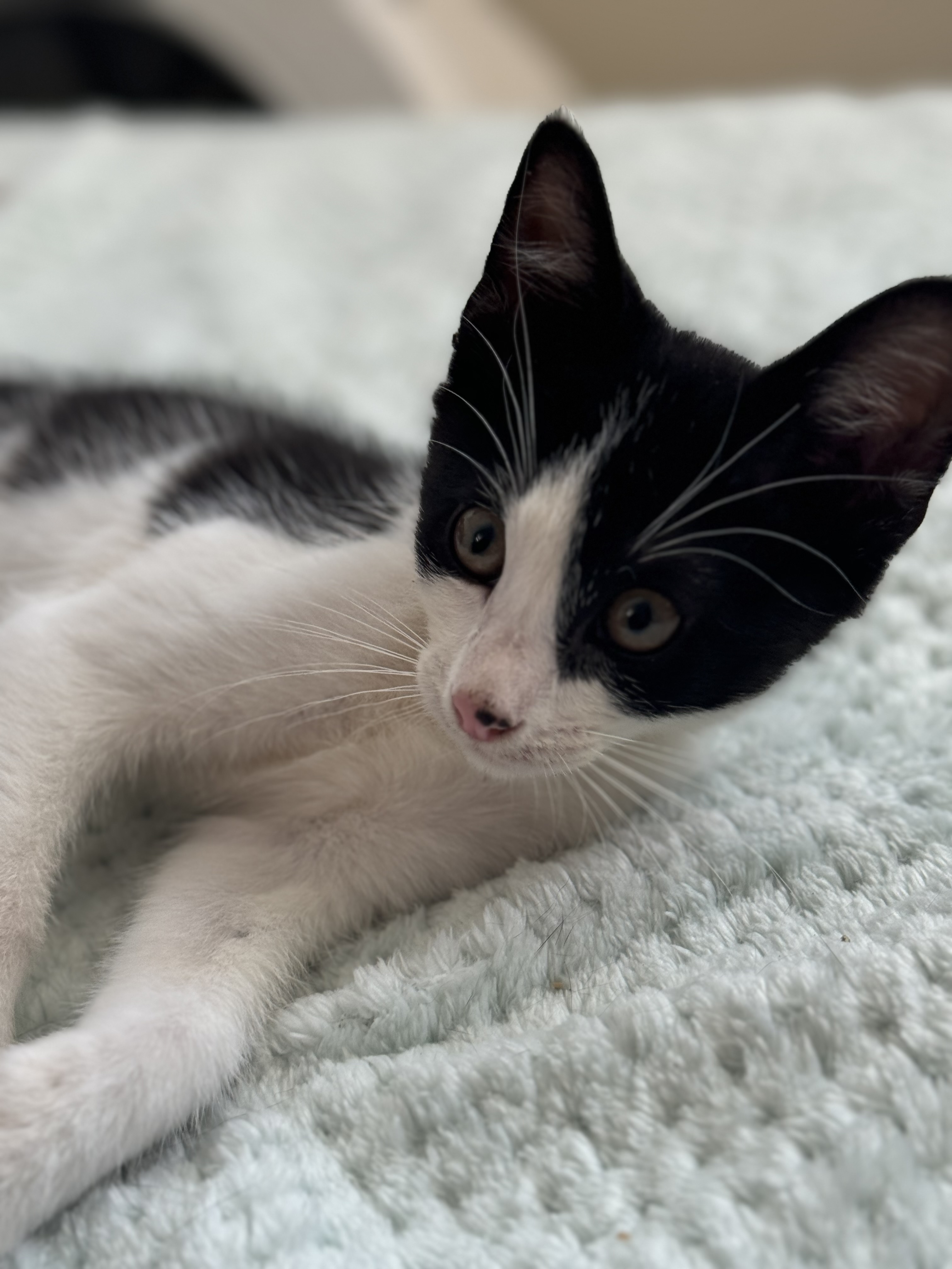 Enlarge Amor, a Adoptable Domestic Short Hair in Crockett, CA image 2/2