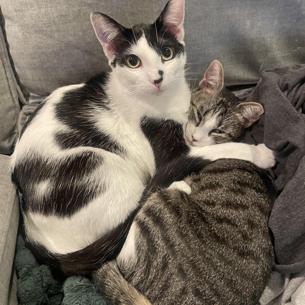 Cambria, Adoptable, Young Male Domestic Short Hair.