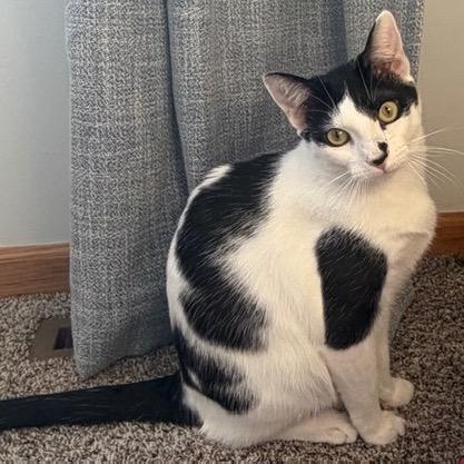 Enlarge Cambria, a Adoptable Domestic Short Hair in Buffalo, MN image 2/6