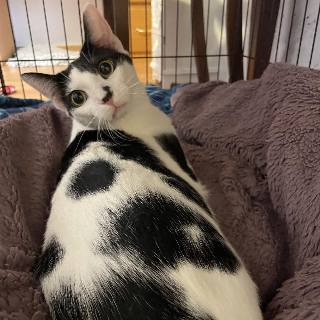 Enlarge Cambria, a Adoptable Domestic Short Hair in Buffalo, MN image 3/6