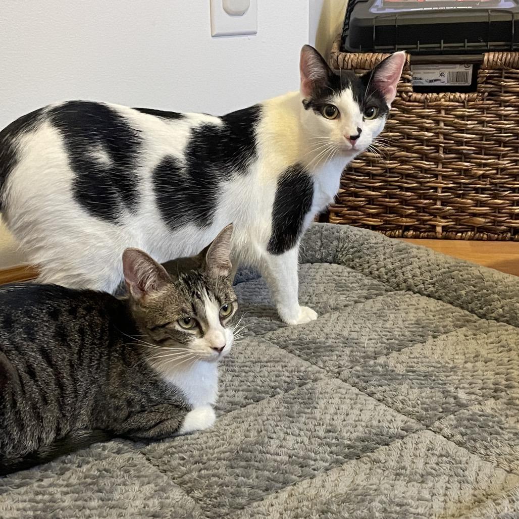 Enlarge Cambria, a Adoptable Domestic Short Hair in Buffalo, MN image 4/6